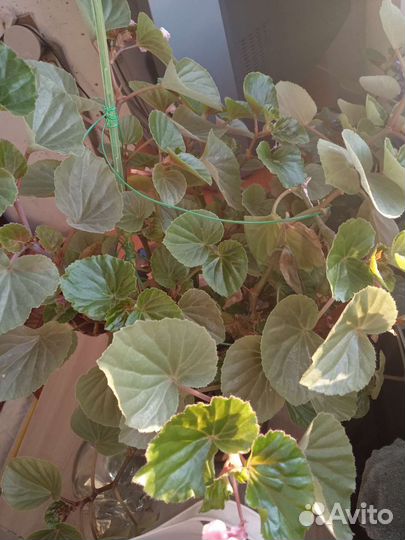 Цветы ухоженные красивые