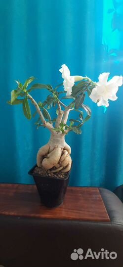 Адениум Обесум