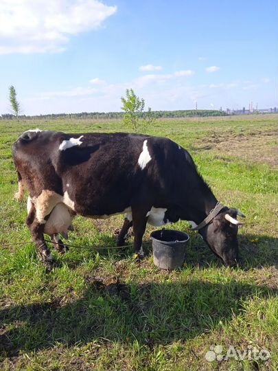 Корова дойная