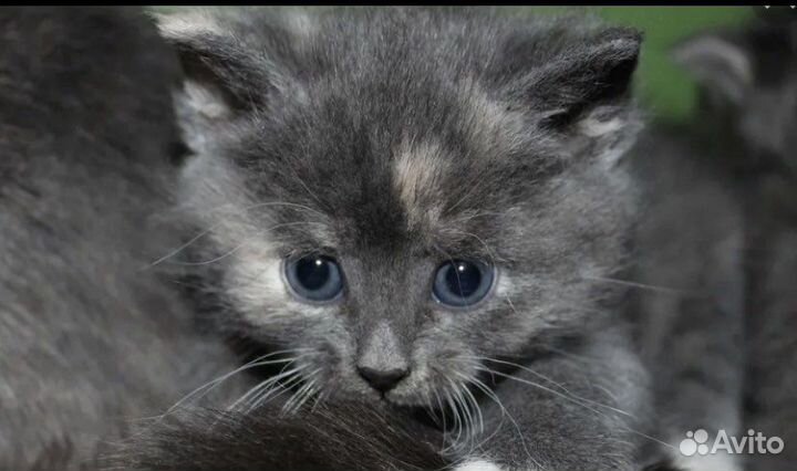 Котенок девочка