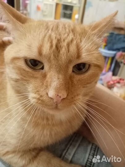 Котята в добрые руки мальчики