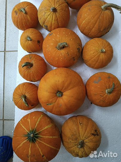 Костюм на хэллоуин детский универсальный+ тыква в