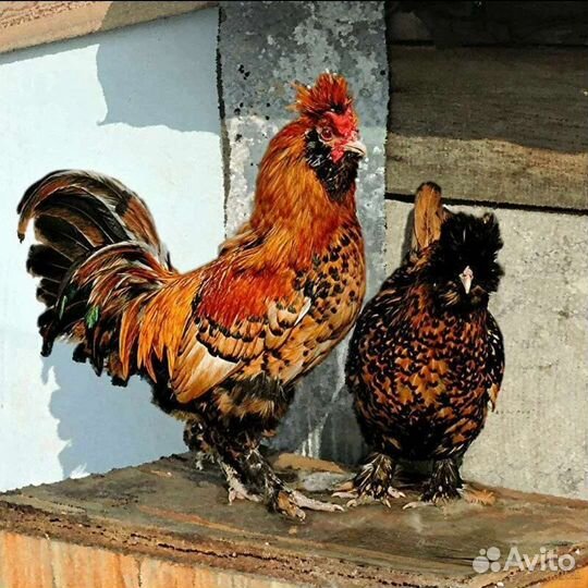 Куры петухи