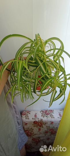 Комнатные цветы