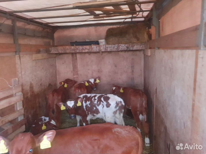 Телята бычки тёлки доставка бесплатная