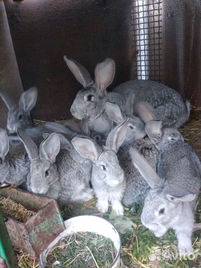 Крольчата