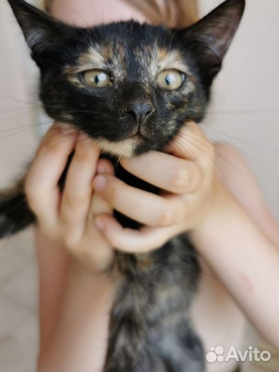 Котенок 4 месяца
