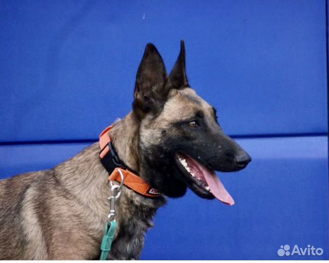 Щенки бельгийской овчарки малинуа из питомника