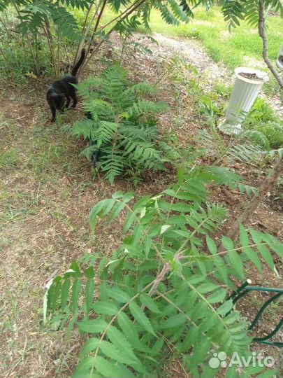 Саженцы сумах оленерогий