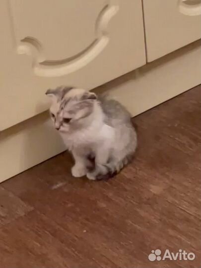 Вислоухая кошечка