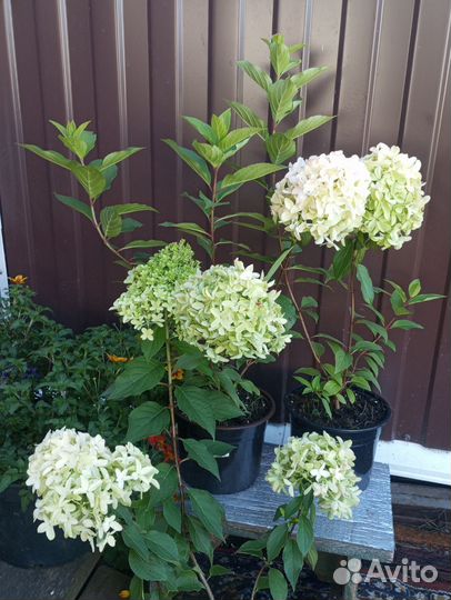 Гортензия метельчатая Самарская лидия