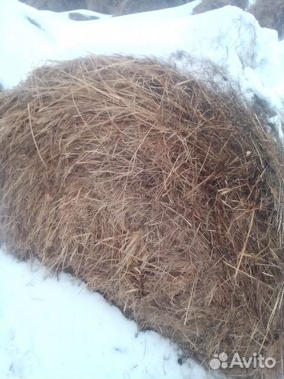 Продам сено в рулонах