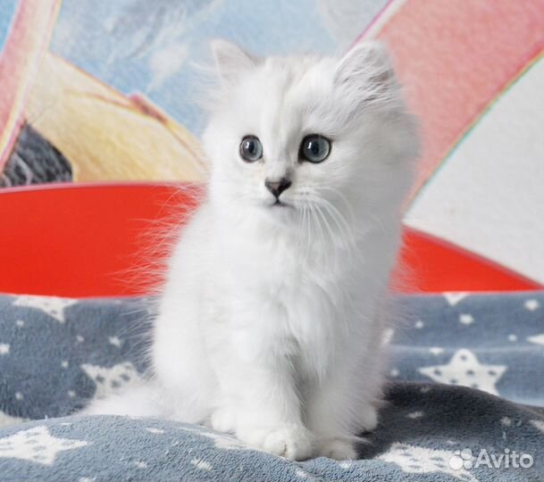 Британский котенок девочка