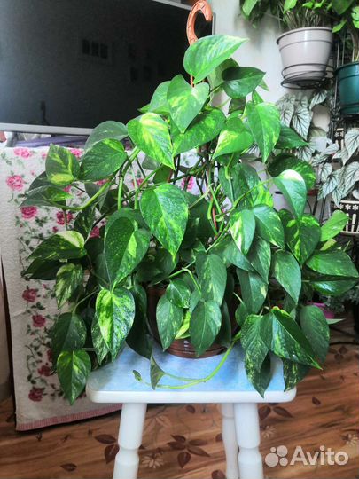 Комнатные растения