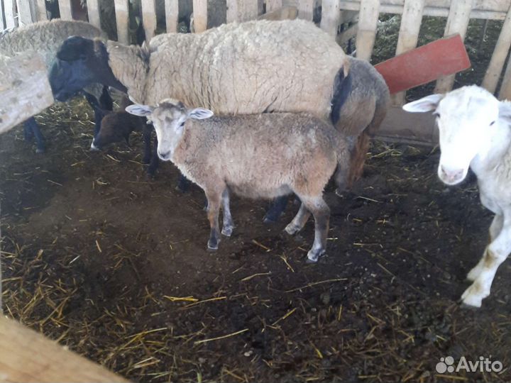 Романовские