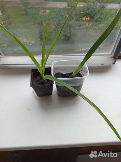 Комнатные цветы