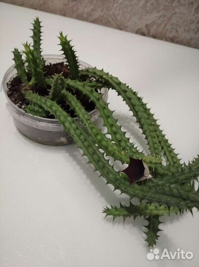 Кактусы и суккуленты, гуэрния