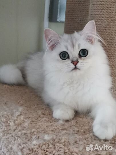 Шотландская ns11