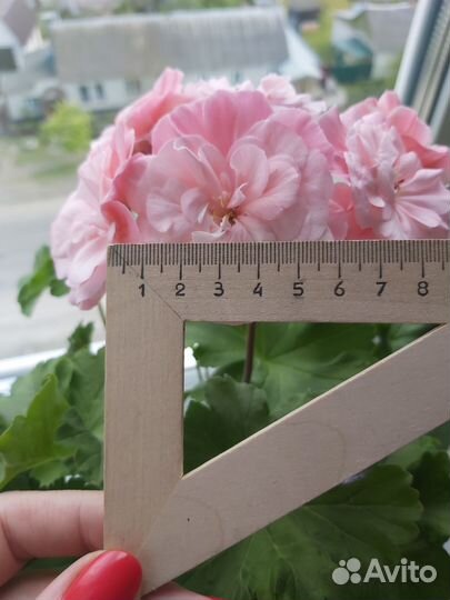 Пеларгония герань