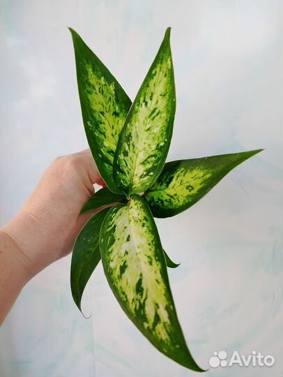 Диффенбахия