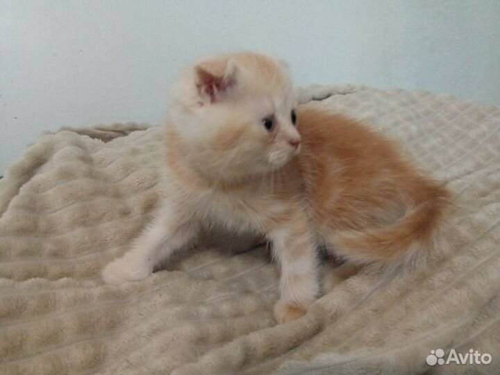 Шотландские котята