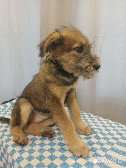 Щенок в добрые руки