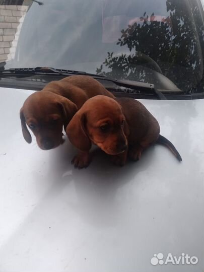 Щенки таксы