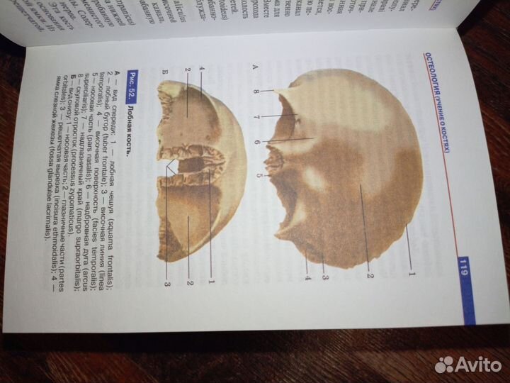 Атлас по анатоми