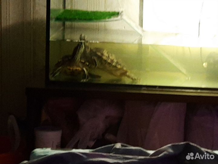 Аквариум 200л для водных черепах