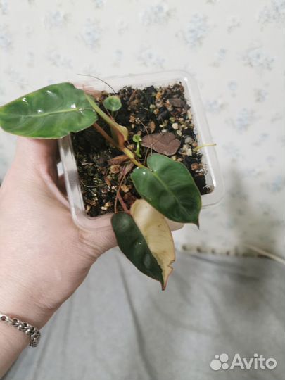 Филодендрон биллитау вариегатный