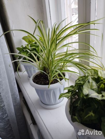 Комнатные растения цветы в ассортименте