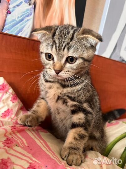 Шотландская