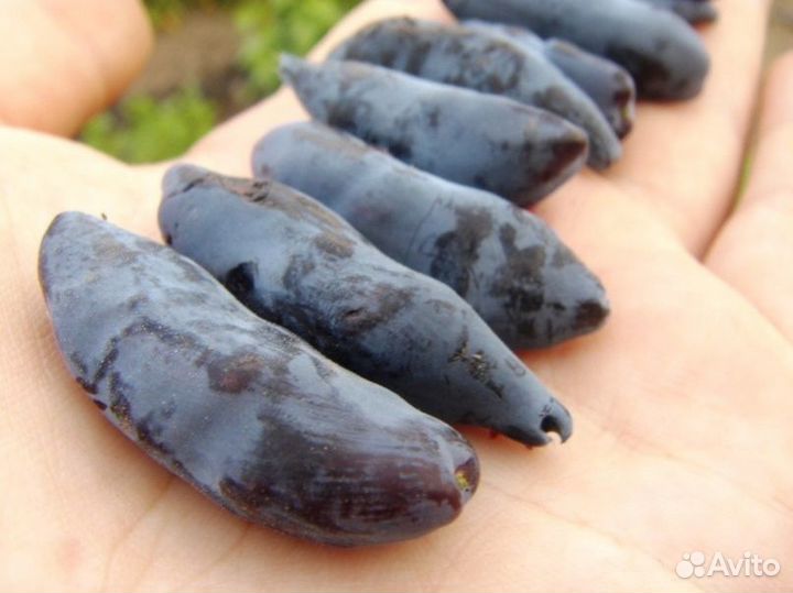 Жимолость, крыжовник без шипов, йота