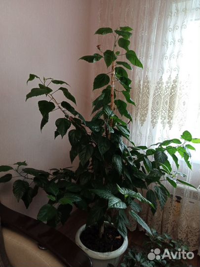 Китайская роза