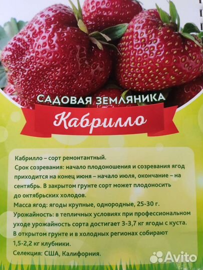 Рассада садовой земляники