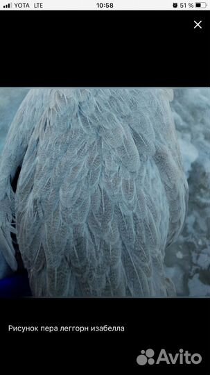 Легорн изабелла