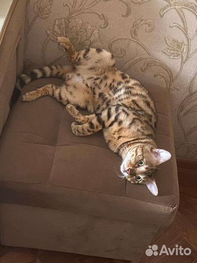 Бенгальская