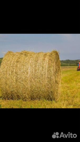 Сено. Заказ на свежий сенокос