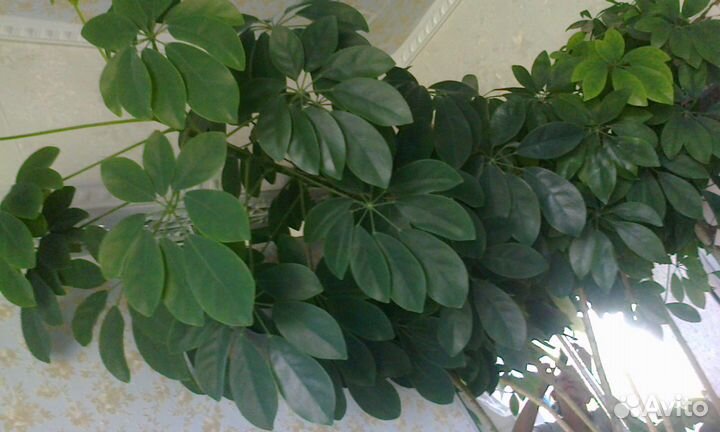 Комнатные цветы шефлера