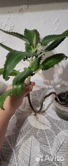 Рассада цветов