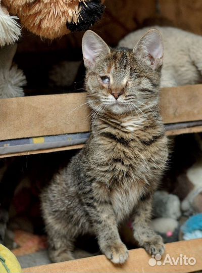 Особенная кошечка