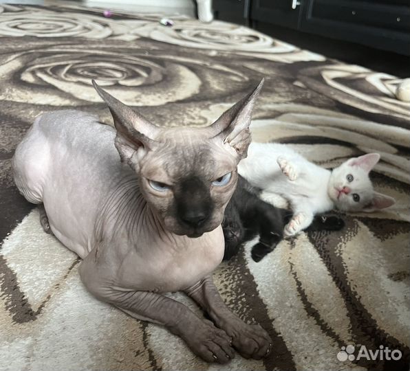 Котята полупородистые