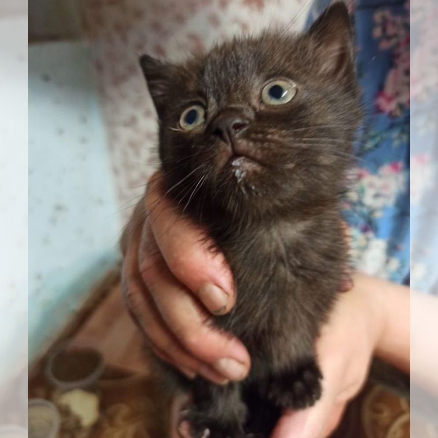 Котята бесплатно в добрые руки