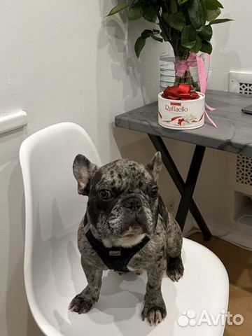 Французский бульдог мерле кабель вязка