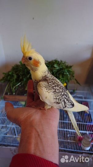 Попугай корелла птенец