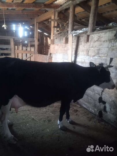 Корова дойная