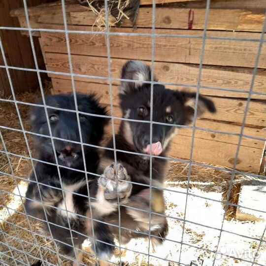 Щенки дворняжки или метисы