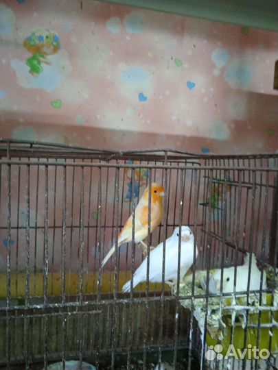 Канарейки