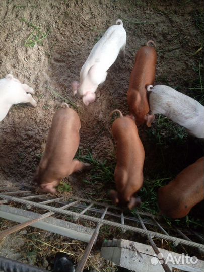Поросята дюрок-ландрас