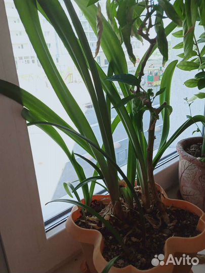 Амарилис, суккулент